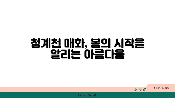 아라뱃길 라이딩과 청계천 매화